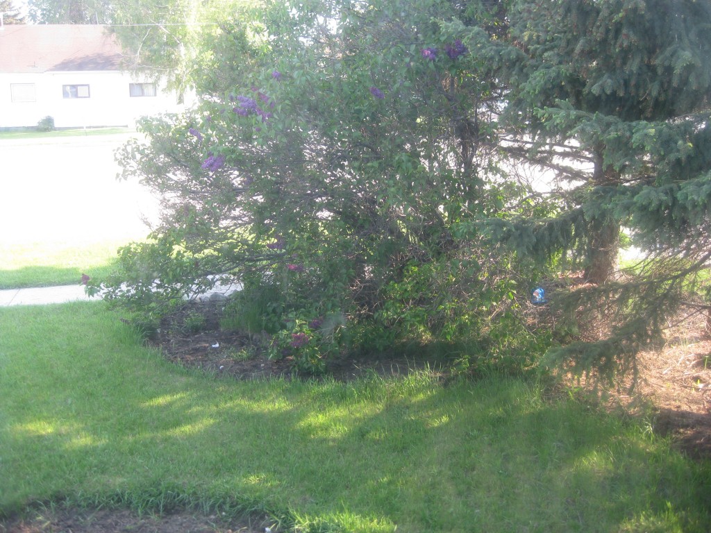 a shot of the front yard from the dining room window